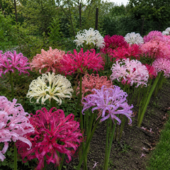 Bulbi de toamnă Nerine mix