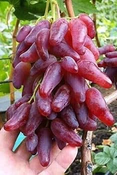 Viță de vie hibrid – Finger Grapes roșii (9 semințe)
