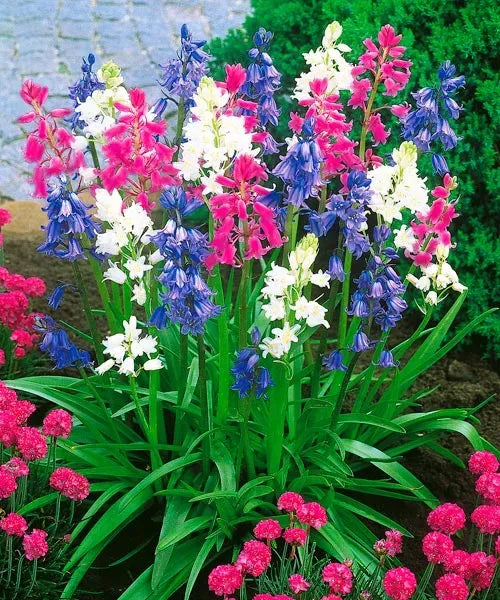 Hyacinthoides Hispanica zambila spaniola -30 bulbi mixt