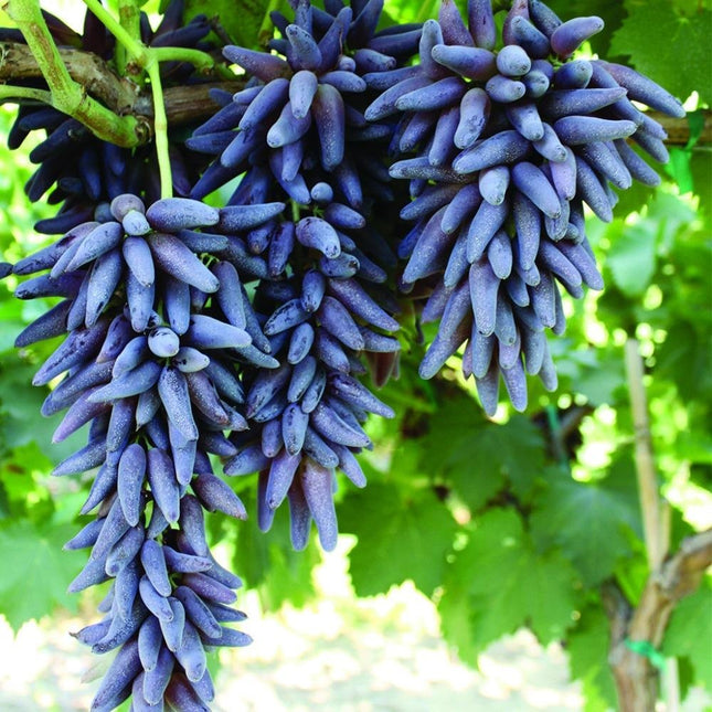 Viță de vie hibrid – Finger Grapes albastre (9 semințe)