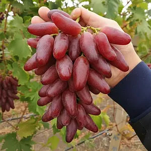 Viță de vie – Crimson / Red Globe tip (9 semințe)