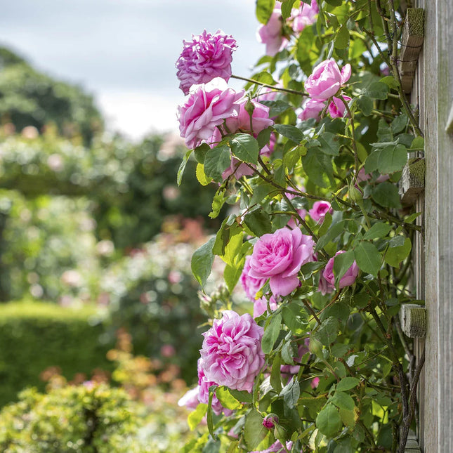 Trandafir Englezesc Urcător „Gertrude Jekyll” – Parfum Clasic și Eleganță în Grădină