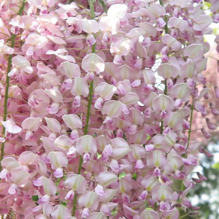 Wisteria, glicina (Wisteria sinensis) - 200 cm inaltime - Culoare Roz