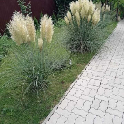 Cortaderia selloana – Iarba de Pampas / ghiveci - Galben