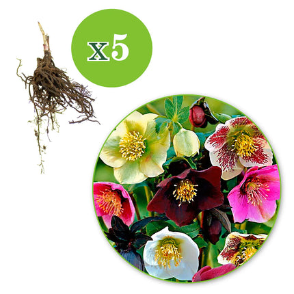 helleborus floare simpla-pachet 5 radacini de colectie