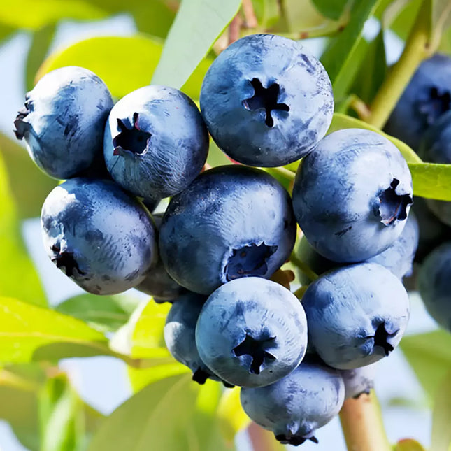 ?  Afin Chandler (pe rod)la ghiveci – Fructe gigantice, aromate
