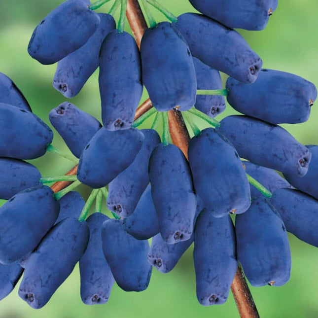 ? Afin Siberian (Haskap) – Soi rezistent cu fructe timpurii și bogate în antioxidanți