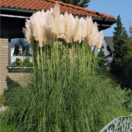 Cortaderia selloana – Iarba de Pampas / ghiveci - Galben