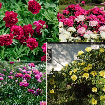 pachet rizomi de bujori 4 rizomi (rizomi cu inflorire in primul an de la plantare )