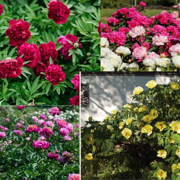 pachet rizomi de bujori 4 rizomi (rizomi cu inflorire in primul an de la plantare )