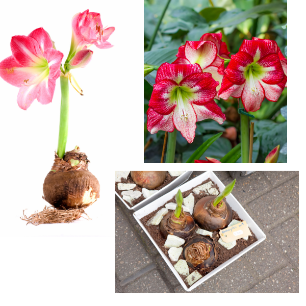 bulbi de amaryllis flamenco queen