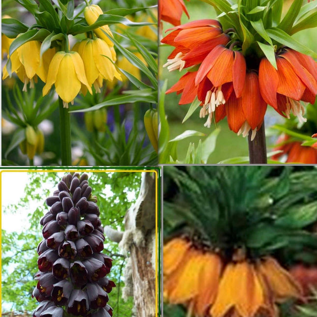 Pachet mixt floarea pastelui sau lalelaua imperiala fritilaria 3 buc