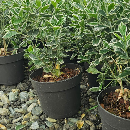 Euonymus Japonicus Aureo-marginata - Leu mic