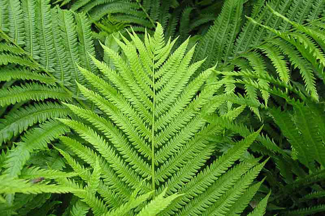 ? Matteuccia struthiopteris (Feriga struțului) – la ghiveci