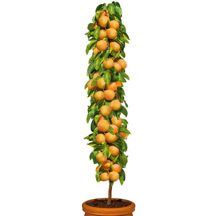 Cais columnar (coacere medie)