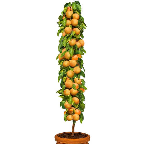 Cais columnar (coacere medie)
