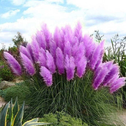 Cortaderia selloana – Iarba de Pampas / ghiveci - ROZ