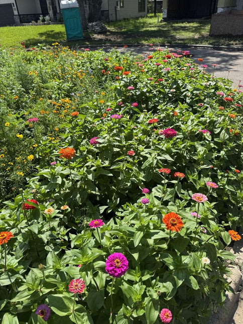 Semințe Profesionale Cârciumărese (Zinnia elegans)