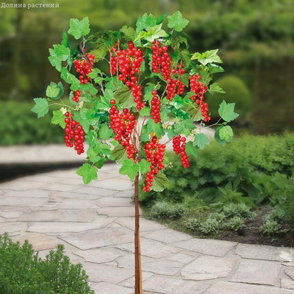 Coacaz pe tulina rosu (Pomisor)