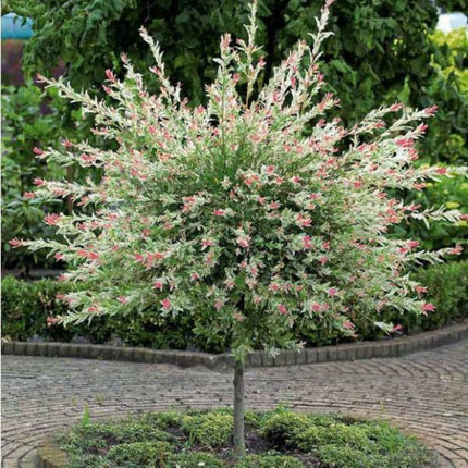 Salix integra flamingo