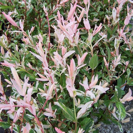 Salix integra flamingo