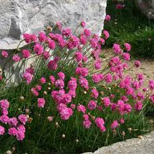 Armeria -Armeria pseudarmeria Ballerina Red - japonica / ghiveci
