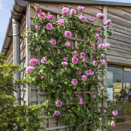 Trandafir Englezesc Urcător „Gertrude Jekyll” – Parfum Clasic și Eleganță în Grădină