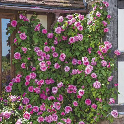 Trandafir Englezesc Urcător „Gertrude Jekyll” – Parfum Clasic și Eleganță în Grădină