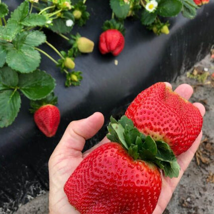 Stoloni de Căpșuni Giganttella la Ghiveci – Căpșuni mari, dulci și ușor de cultivat în ghiveci