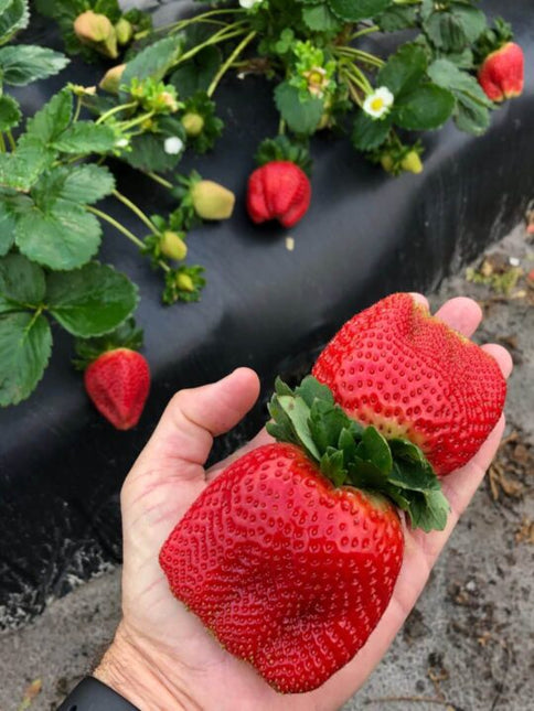 Stoloni de Căpșuni Giganttella la Ghiveci – Căpșuni mari, dulci și ușor de cultivat în ghiveci