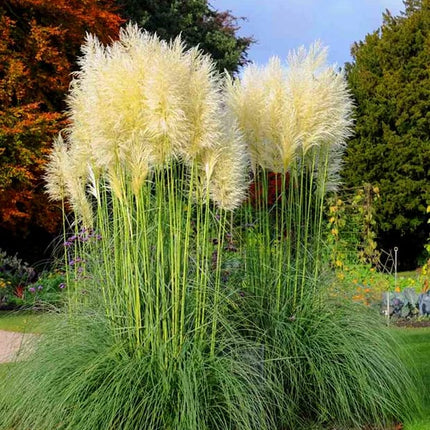 Cortaderia selloana – Iarba de Pampas / ghiveci - Galben