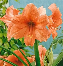 amaryllis hippeastrum rilona 1 buc