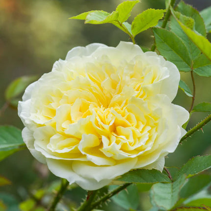 Trandafir Englezesc David Austin „The Country Parson” – Flori Galbene, Parfum Fructat și Îngrijire Ușoară