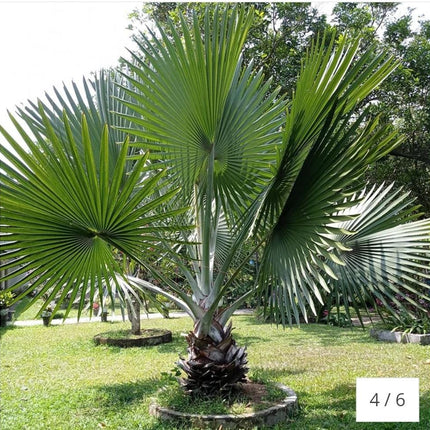 Palmier Washington Robusta  Aclimatizat 50-60 cm