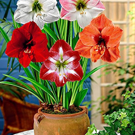mix bulbi de amaryllis set de 10 bulbi Hippeastrum
