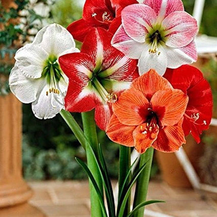 mix bulbi de amaryllis set de 10 bulbi Hippeastrum
