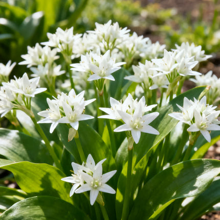 Allium ursinum (Leurdă) – Pachet COMPLET | 100 Bulbi pentru Grădină & Bucătărie