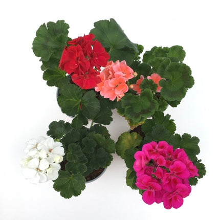 Set 5 muscate - Pelargonium Zonale