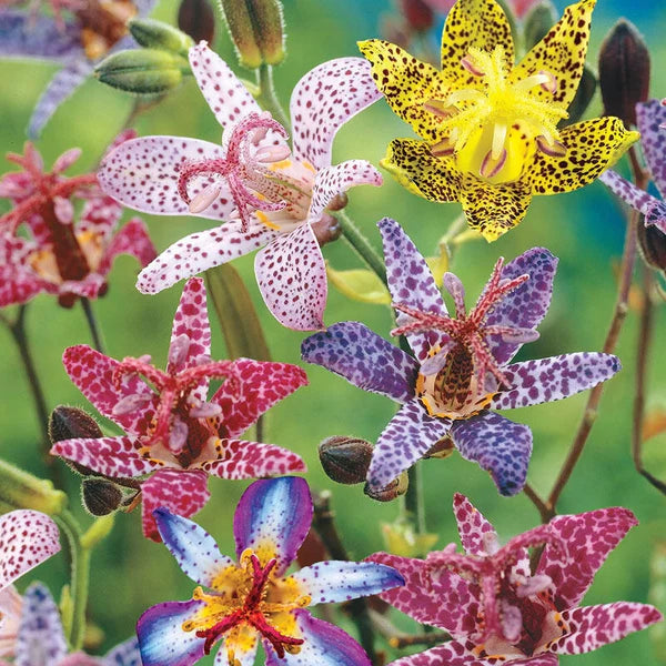 Colecție Crini Brotăcel (Toad Lily) – 6 bulbi