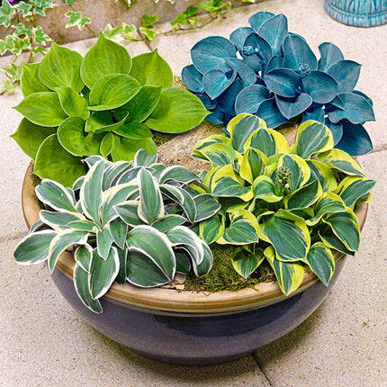 Hosta Mixture Super 5 buc