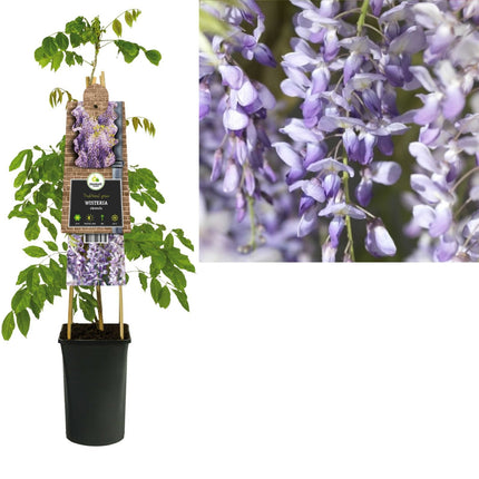Wisteria, glicina (Wisteria sinensis) - Mov