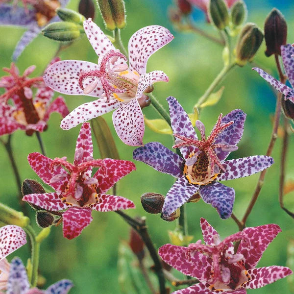 Colecție Crini Brotăcel (Toad Lily) – 6 bulbi