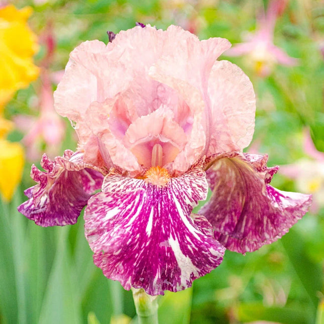 iris la ghiveci Anaconda Love Bearded