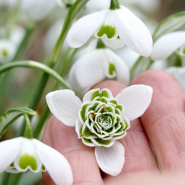 Ghiocei bătuti flore pleno -10 bulbi