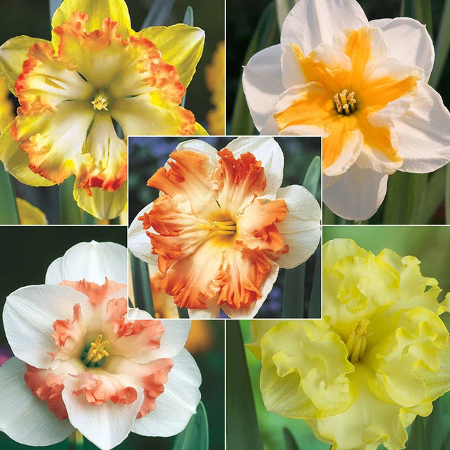narcise fluture -Butterfly Daffodil Collection-25 bulbi