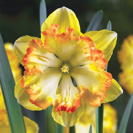 narcise fluture -Butterfly Daffodil Collection-25 bulbi