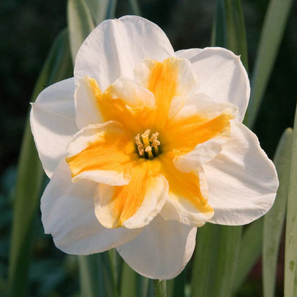 narcise fluture -Butterfly Daffodil Collection-25 bulbi