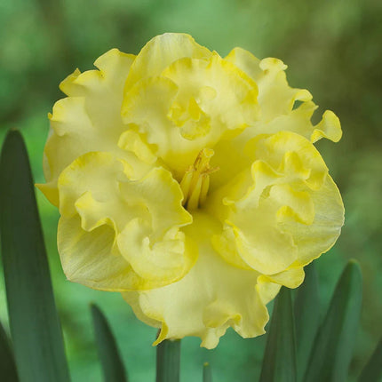 narcise fluture -Butterfly Daffodil Collection-25 bulbi