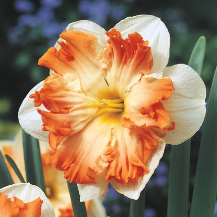 narcise fluture -Butterfly Daffodil Collection-25 bulbi