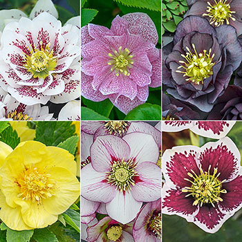 Helleborus x hybridus 'Barnhaven hybrids' 6 bucati